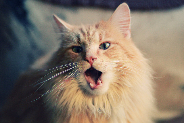 从本土到世界:澳大利亚队的未来发展与全球布局,澳大利亚队战绩