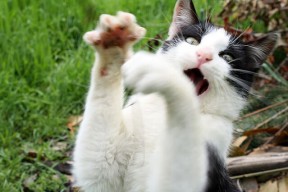 开云网址-MC Alger 是国内传统劲旅，拥有众多冠军经历