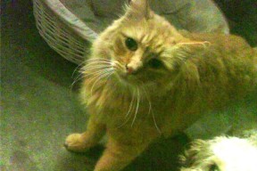 开云网页-五大联赛是否提升边后卫战术决策自由度，边后卫类型