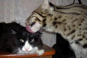 开云体育网站入口-体育产业资本市场分析，体育产业资本的概念