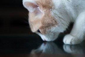 开云体育在线入口-Chinese Taipei乒乓战术：精准攻击与变化多端的技术，中国台北乒乓