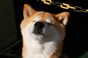 开云体育官方-深圳领航队重视第二阵容轮换提升整体深度，深圳领航者比赛记录