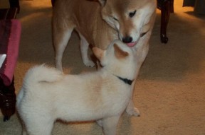 开云体育网页入口-曼联边后卫助攻频繁拉开宽度，曼联史上十大最强边后卫