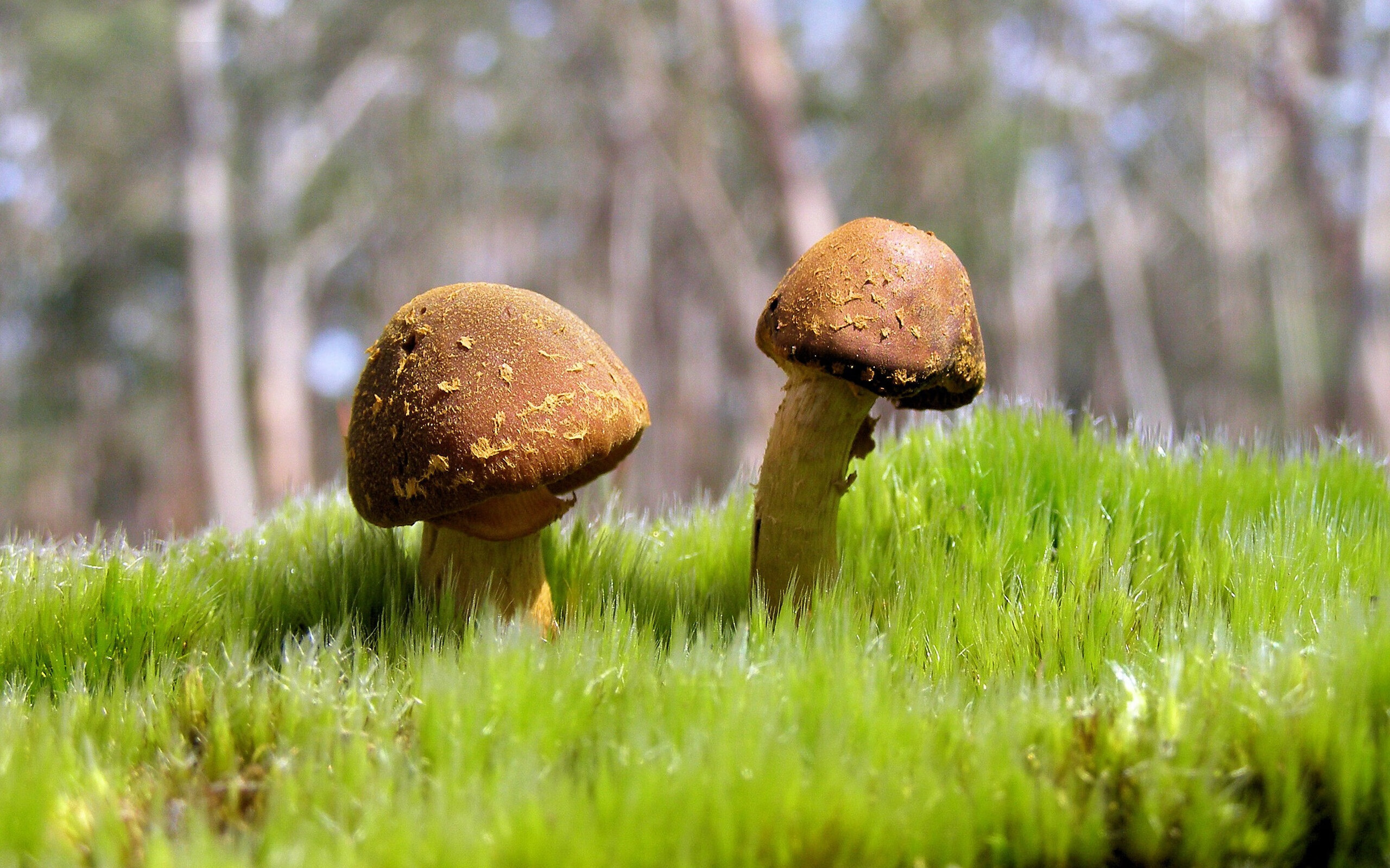 西甲球队结合心理韧性测评优化高压比赛轮换方案