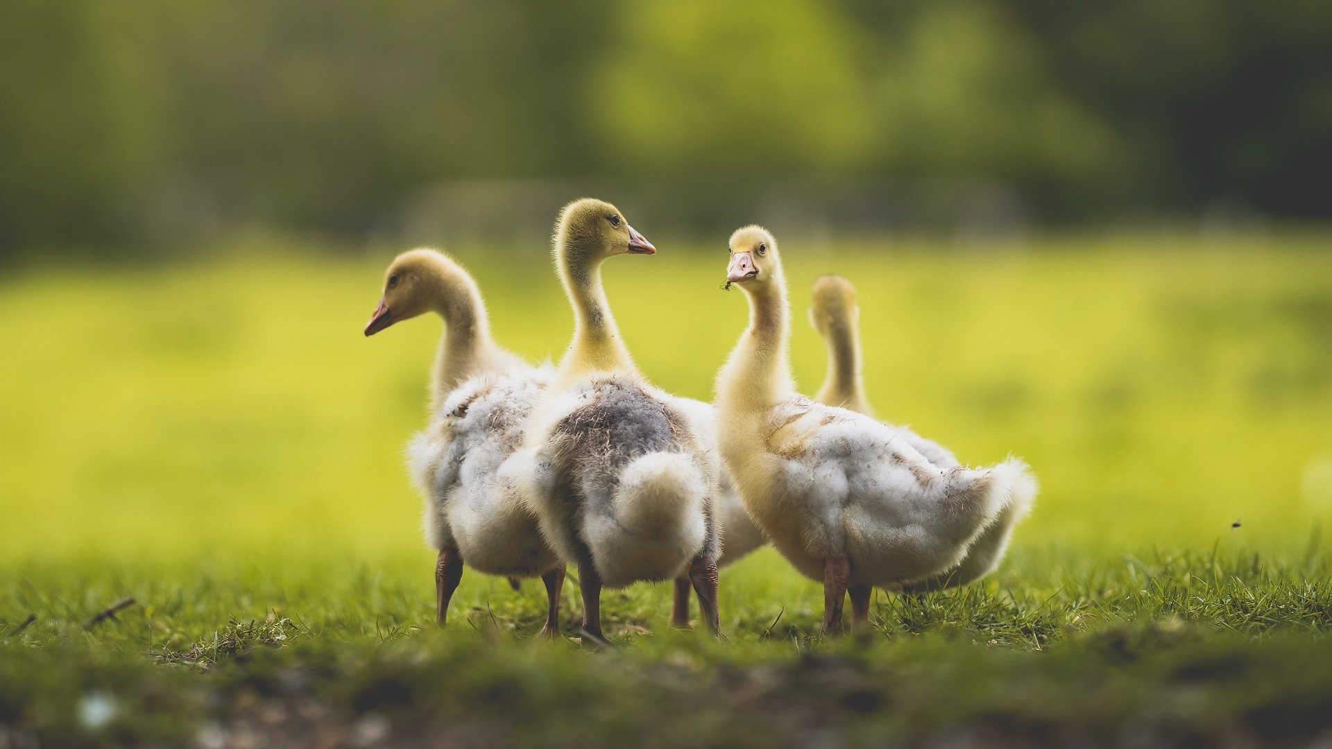 MC Alger 是国内传统劲旅，拥有众多冠军经历