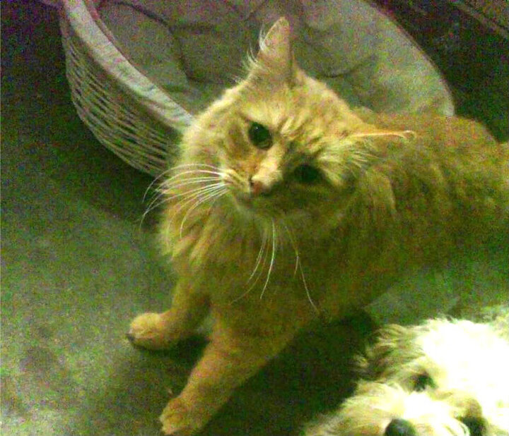 世界围棋赛新生代棋手展现多元风格,世界围棋大赛视频解说