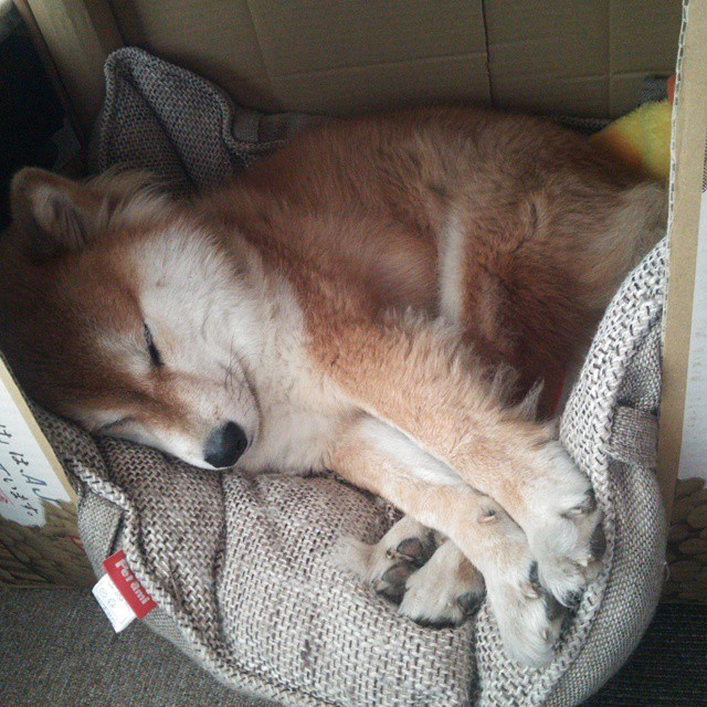 中国男篮集训结束主教练总结备战成果,中国男篮国家集训队教练