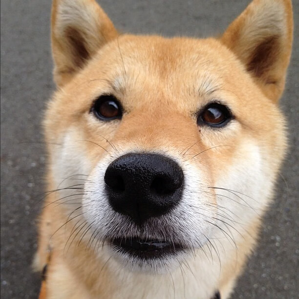 山西龙狮通过对位调整有效限制对手主攻点,龙狮发展